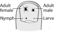 Tick Types